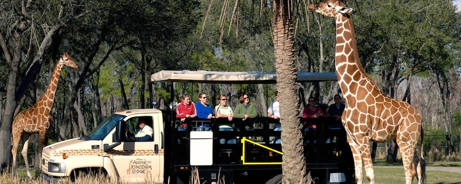 A giraffe feeding from a trees during the Wanyama Safari while excited Guests watch along in wonder