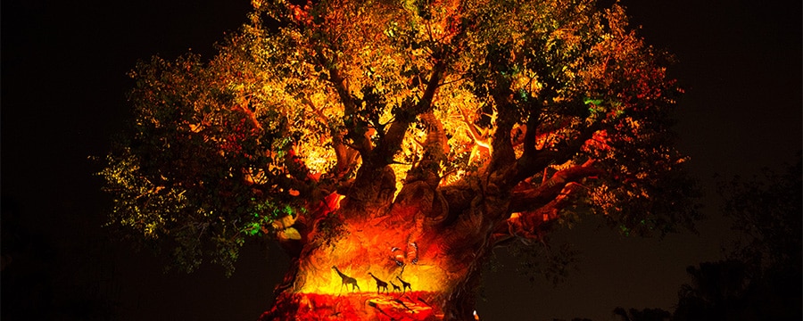 Projection effects bring the iconic Tree of Life at Disney’s Animal Kingdom park to life at night