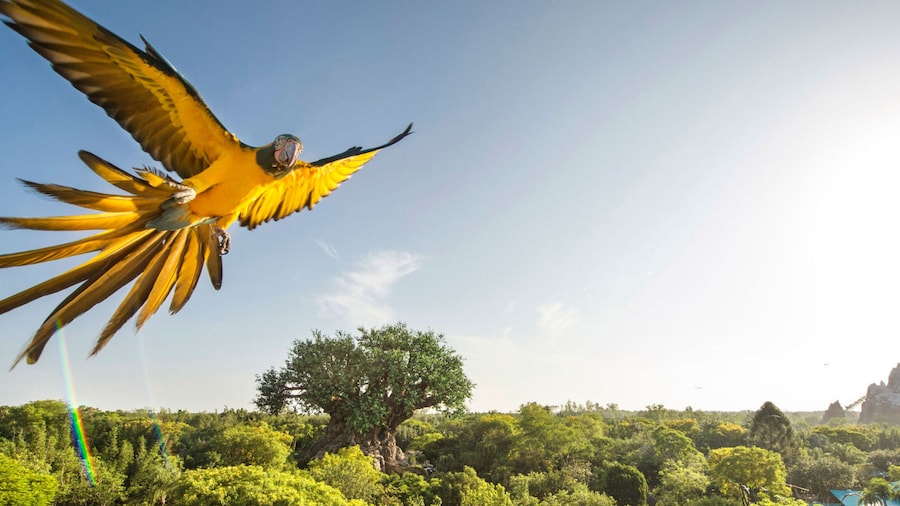 Pájaro en vuelo en Disney Animal Kingdom