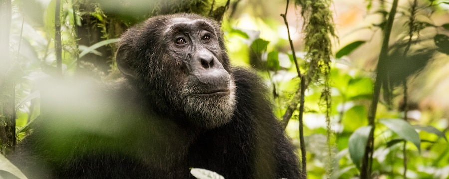 A chimpanzee in the jungle.