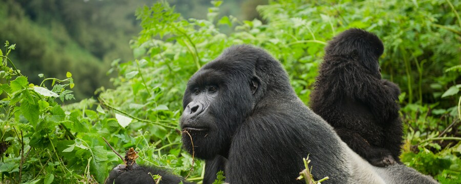 Adult and baby Mountain gorillas feeding on plants. 