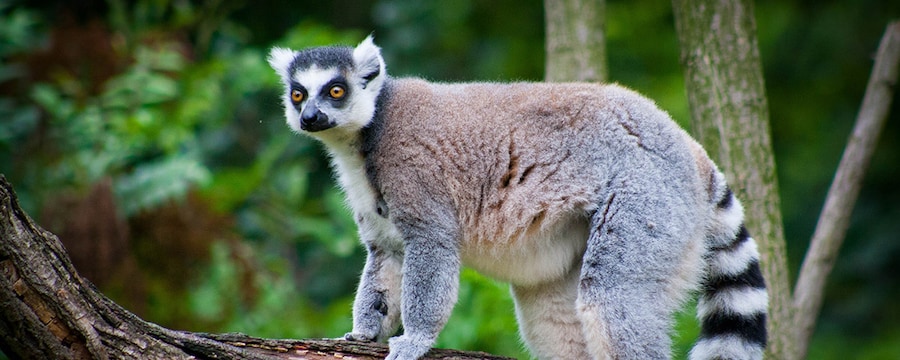  A ring-tailed lemur displays its distinctive black-and-white striped tail.  