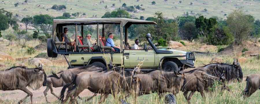 Travelers view wildebeest from a safari