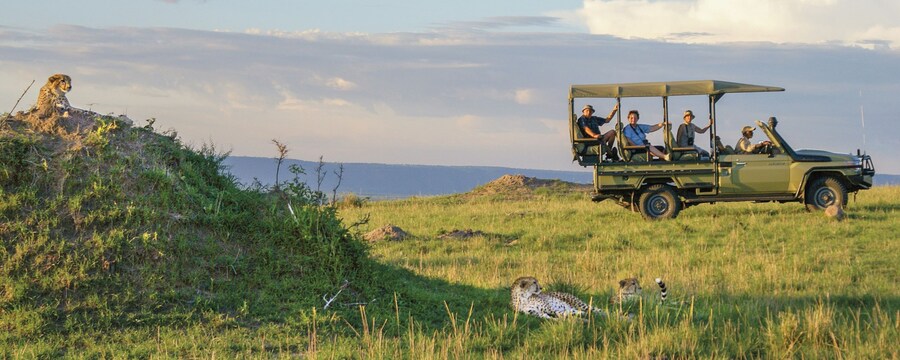 Travelers view cheetahs from a safari vehicle