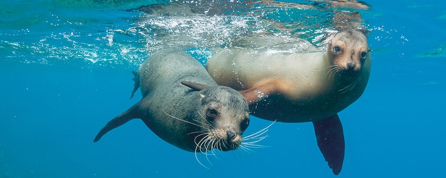 A pair of sea lions frolic in the waters off the Galápagos Islands.