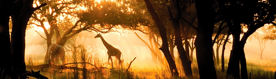 Giraffes grazing on the savanna 