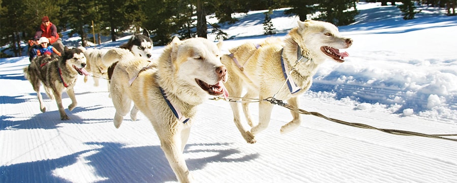 Dogs pulling a sled through the snow