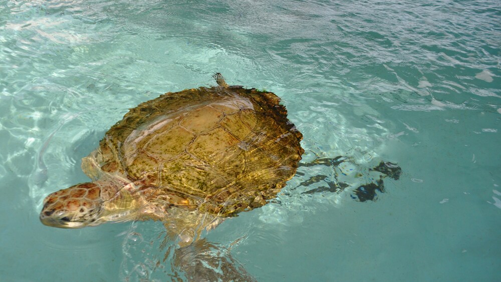 Bermuda Aquarium Museum & Zoo Behind the Scenes Tour Disney Cruise Line