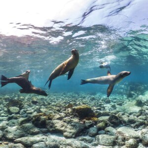 A group of seals swimming underwater