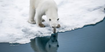 Polar bear on the arctic