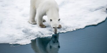 Polar bear on the arctic Polar bear on the arctic