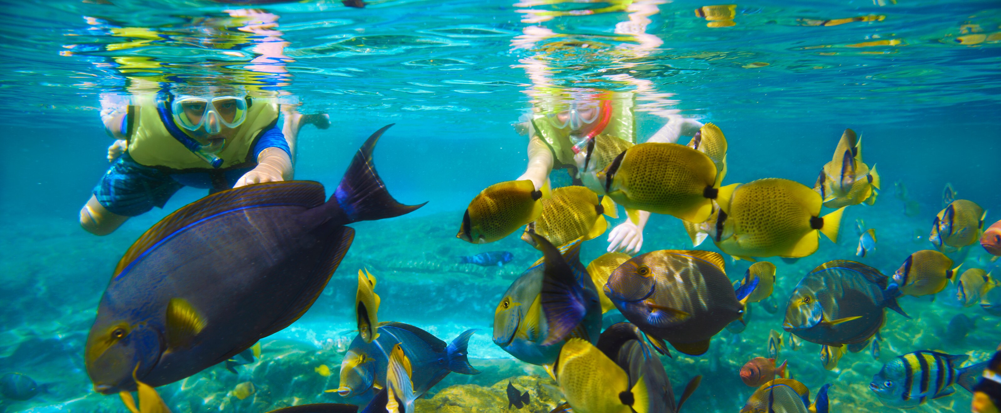 Feel a sense of wonder wash over you while gazing at the underwater world in our tropical aquarium.