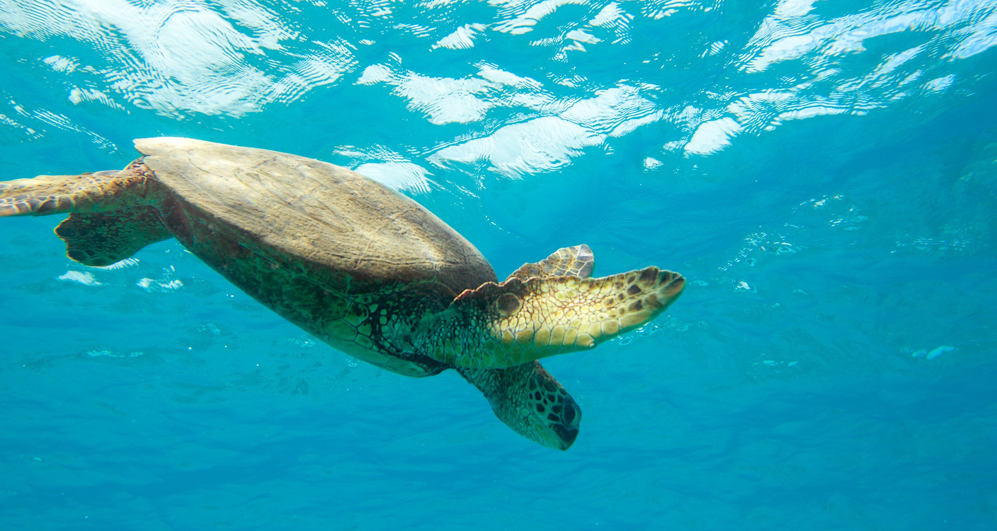 A sea turtle glides beneath the surface of the water