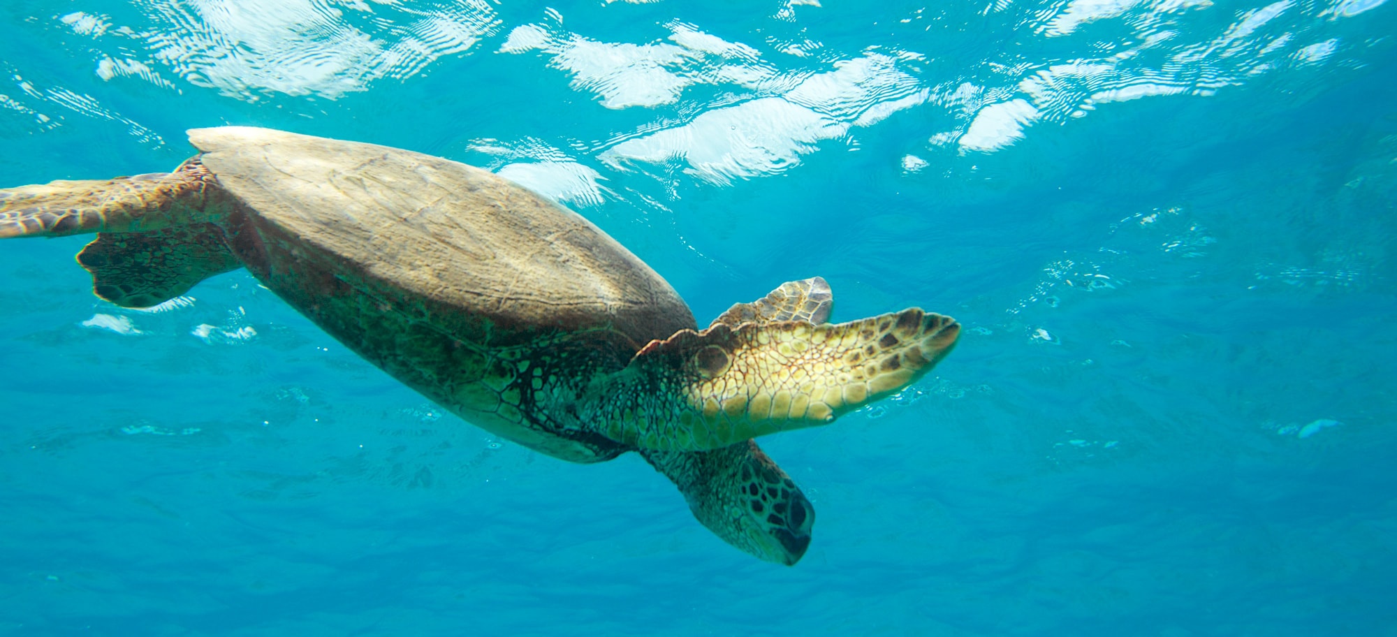 A sea turtle glides beneath the surface of the water
