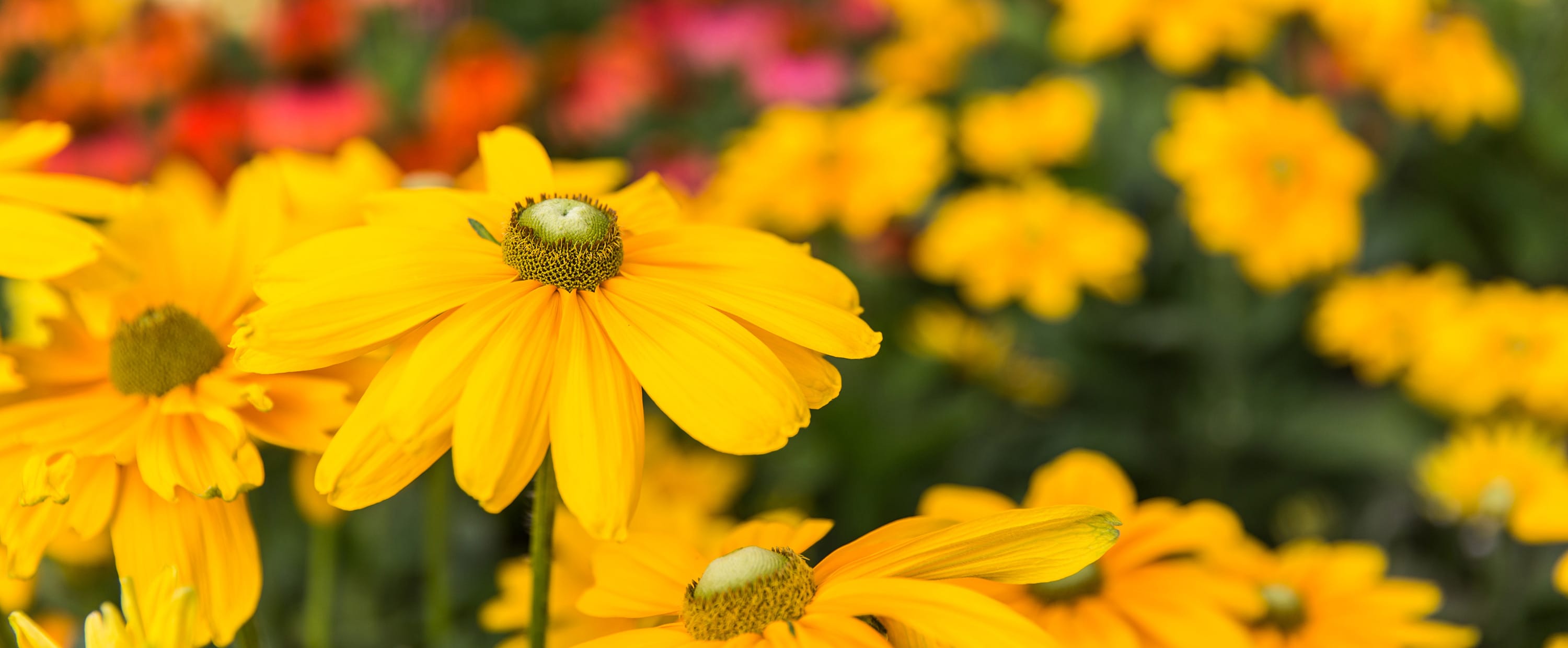 A daisy in close up among a field of flowering plants