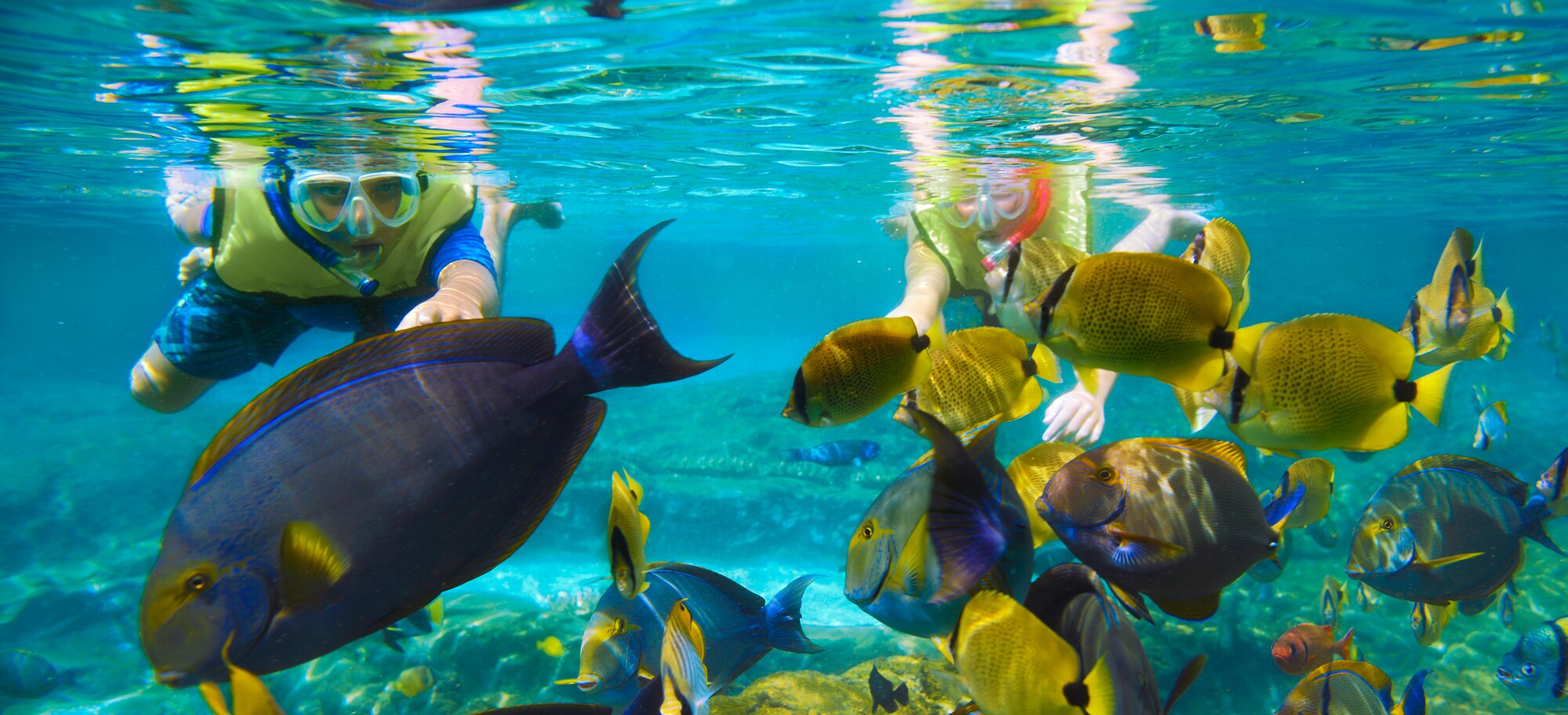 Young Guests swim toward a school of tropical fish while snorkeling in the waters of Rainbow Reef