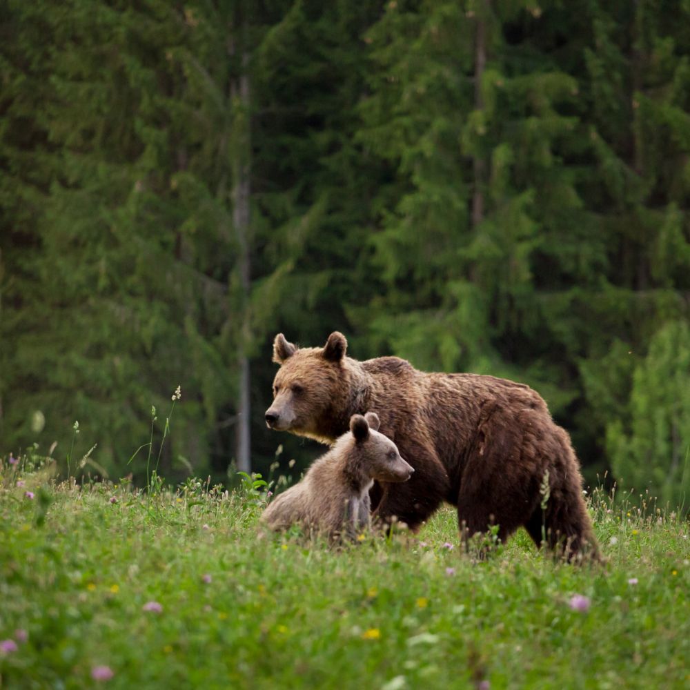 A mother brown bear and her cub in their wilderness habitat