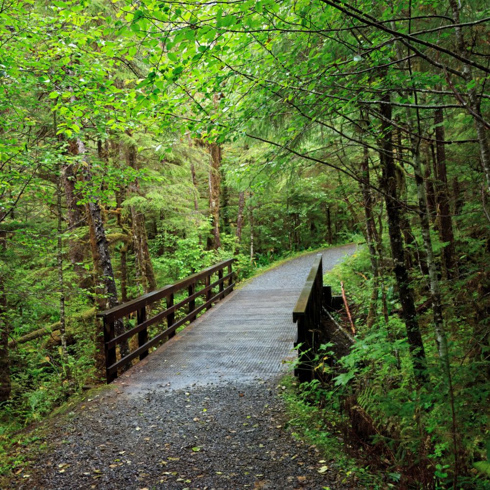 A forest trail with a footbridge over a gully