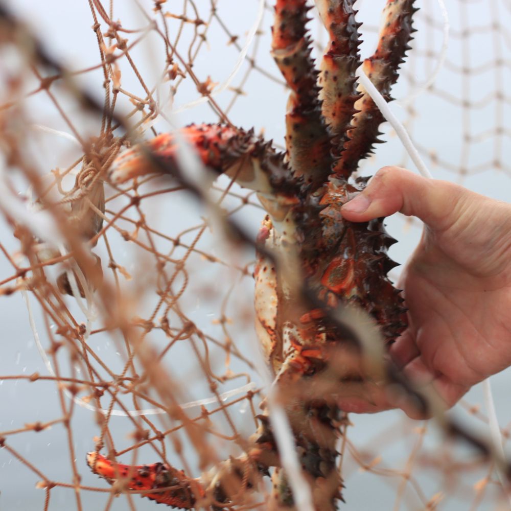 A hand removing a red king crab from a net