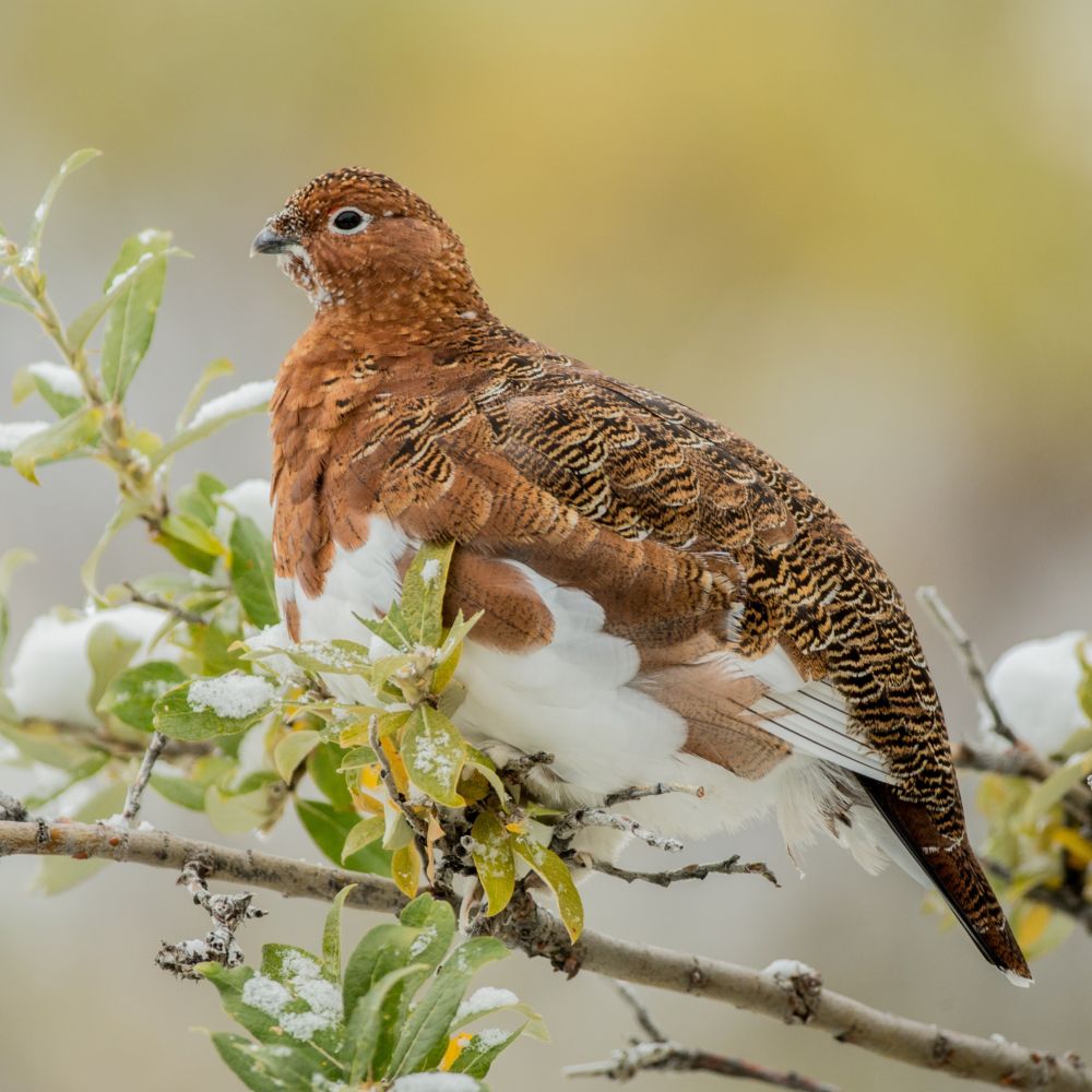 A willow ptarmigan perched on a branch