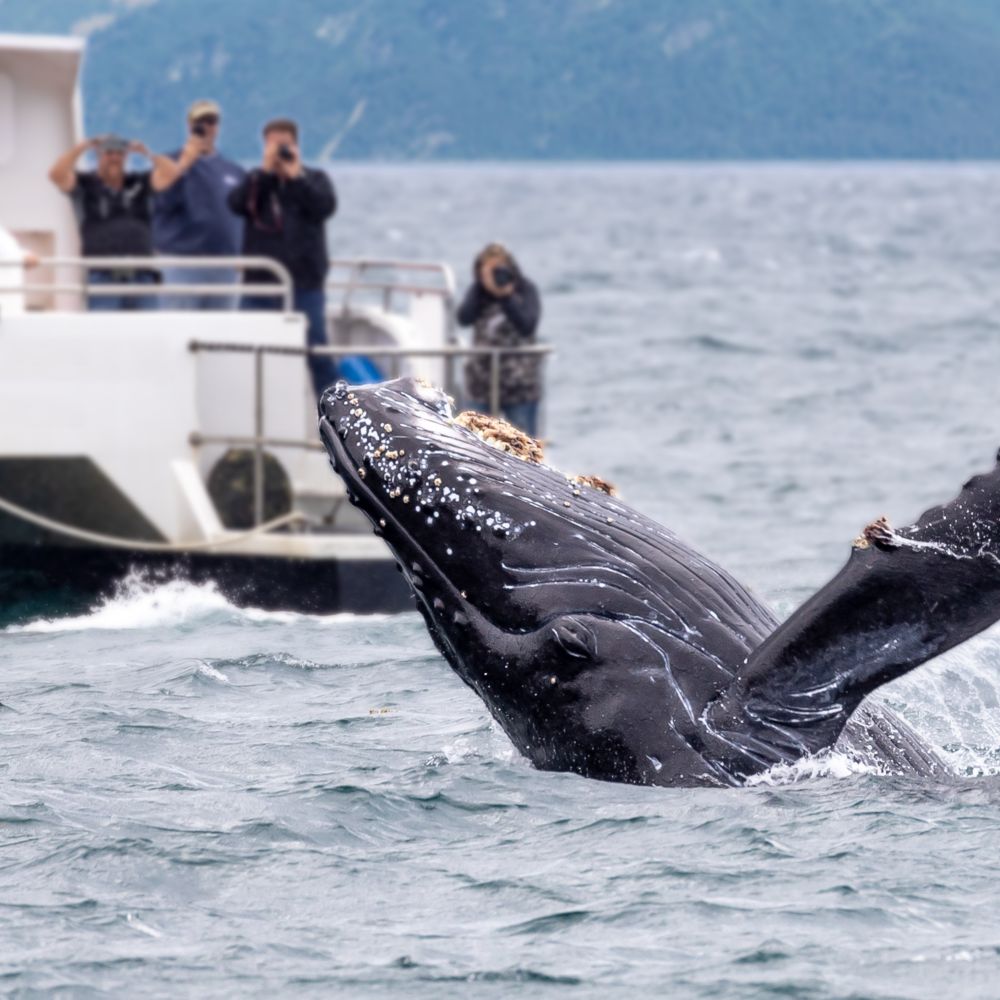 Guests on a whale watching ship taking photos of a leaping humpback whale
