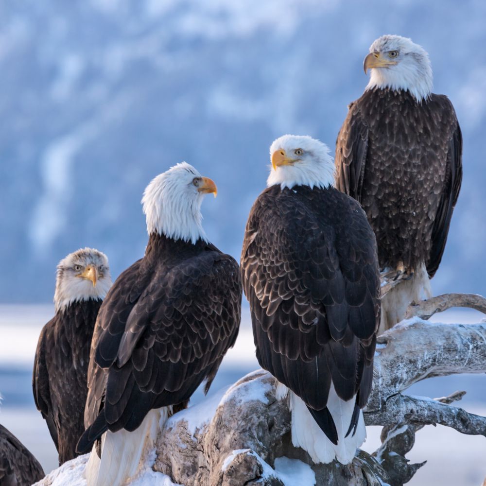 An aerie of bald eagles gathered on a branch