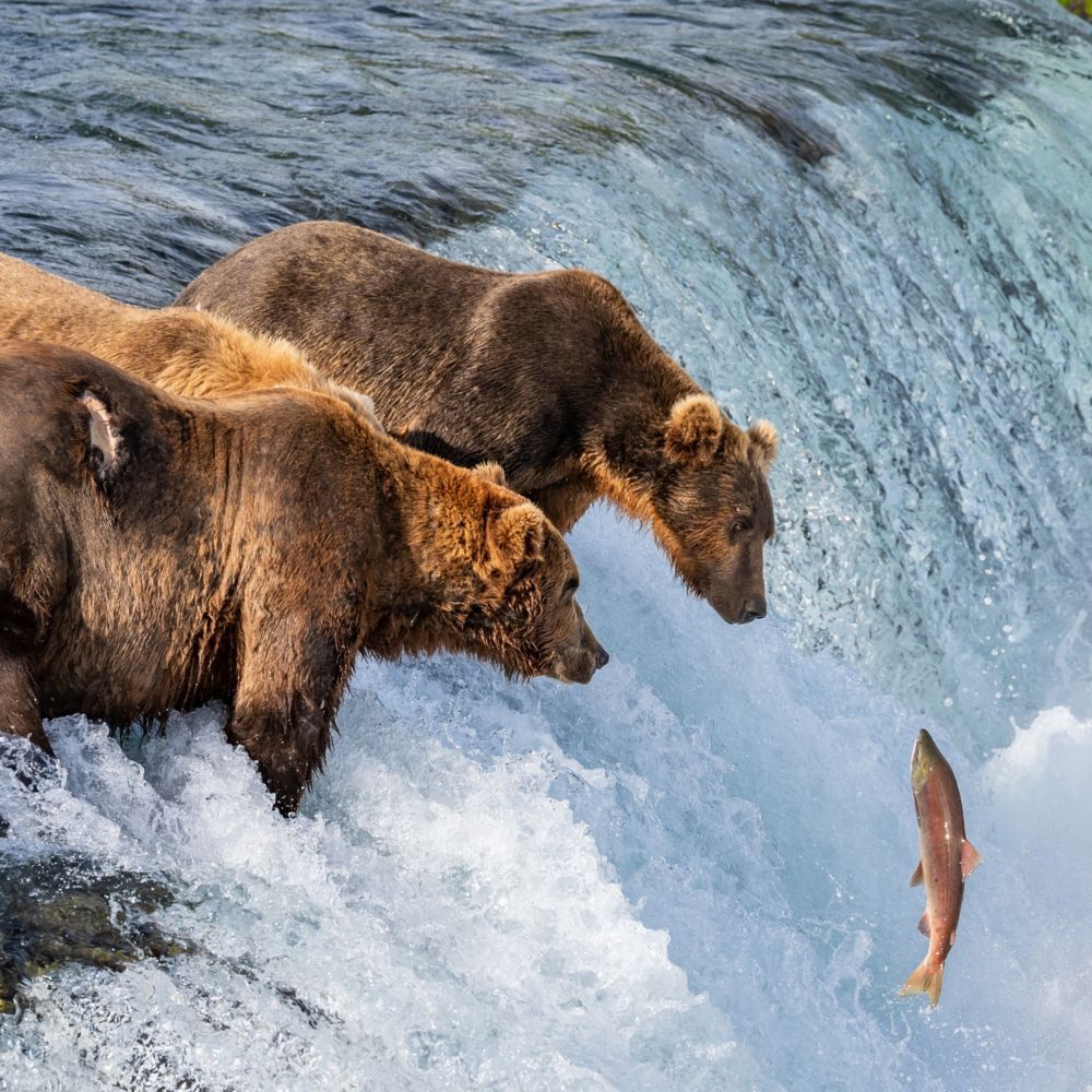 Two bears waiting to catch a leaping salmon in a river