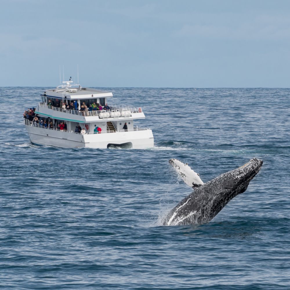 Guests on a whale watching ship watching a leaping humpback whale
