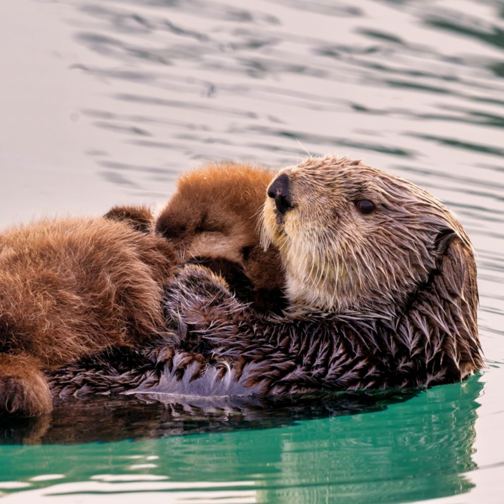 A sea otter mother floating with a kit on her belly
