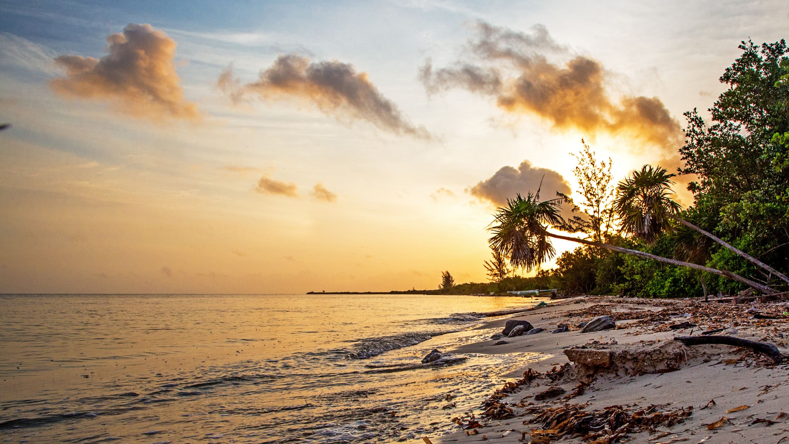 A beach with palm trees in the Western Caribbean