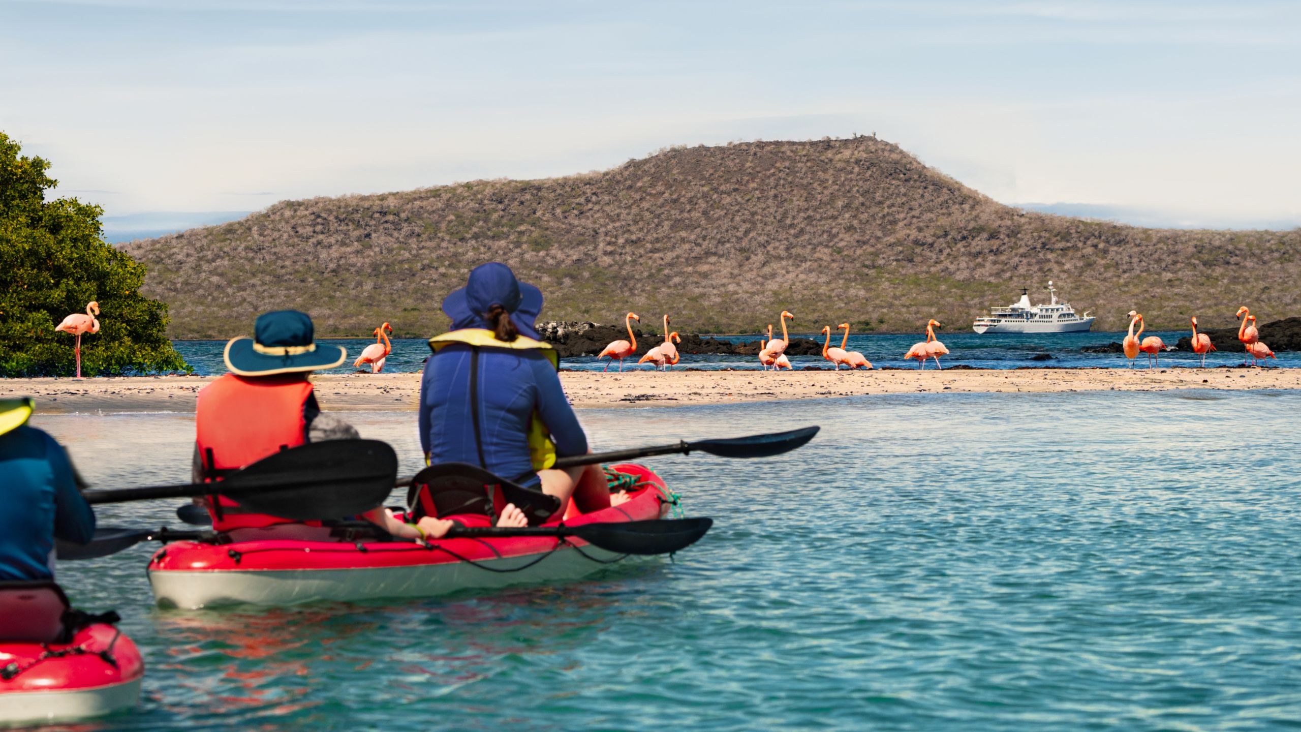 Guests paddling kayaks next to a group of flamingos standing on a beach