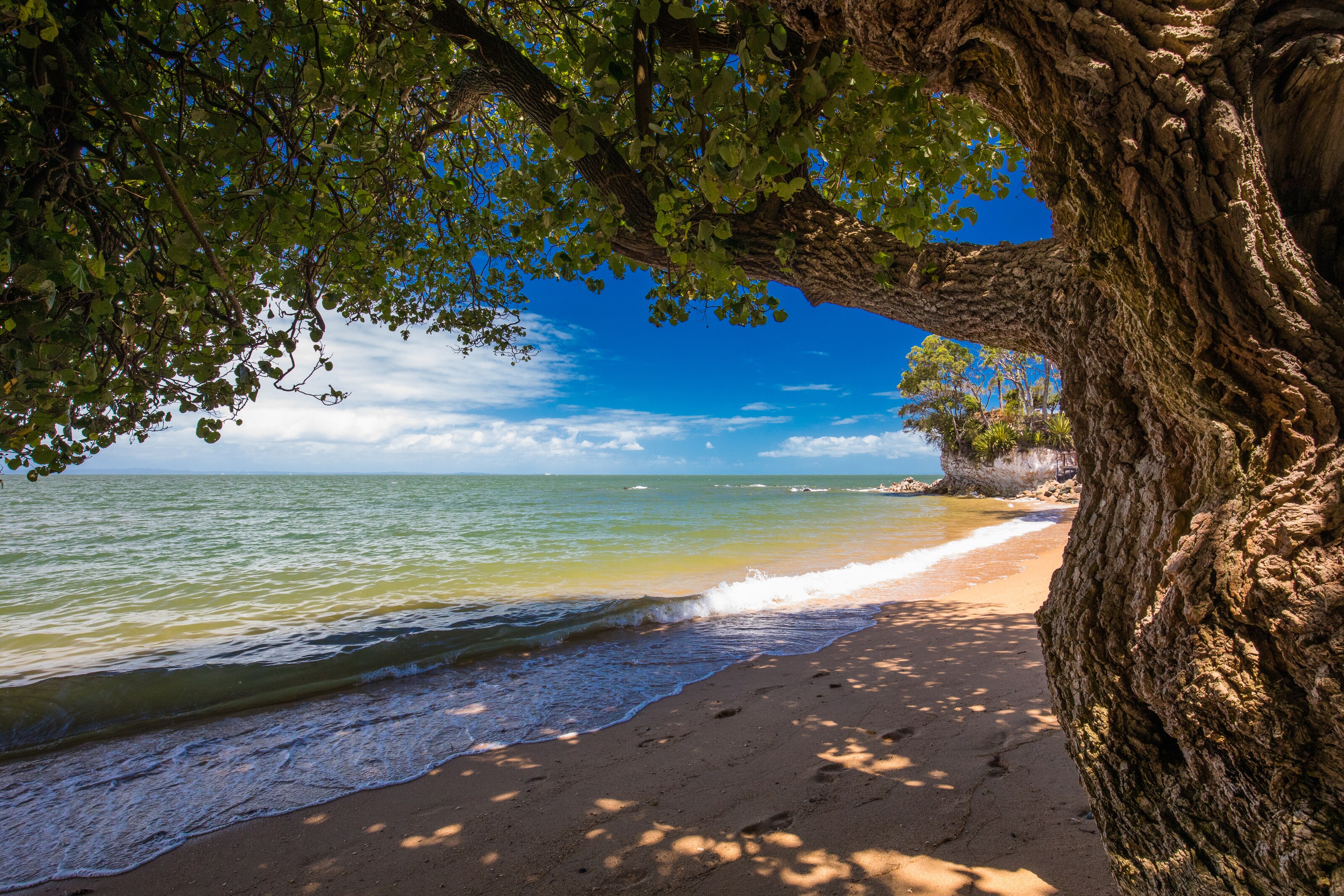A mature oak tree near the waters of an unspoiled beach