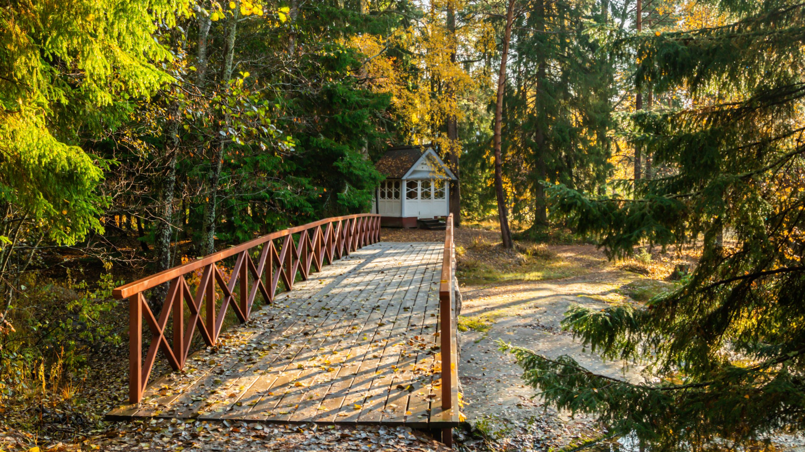 A boardwalk leading through a thick forest  