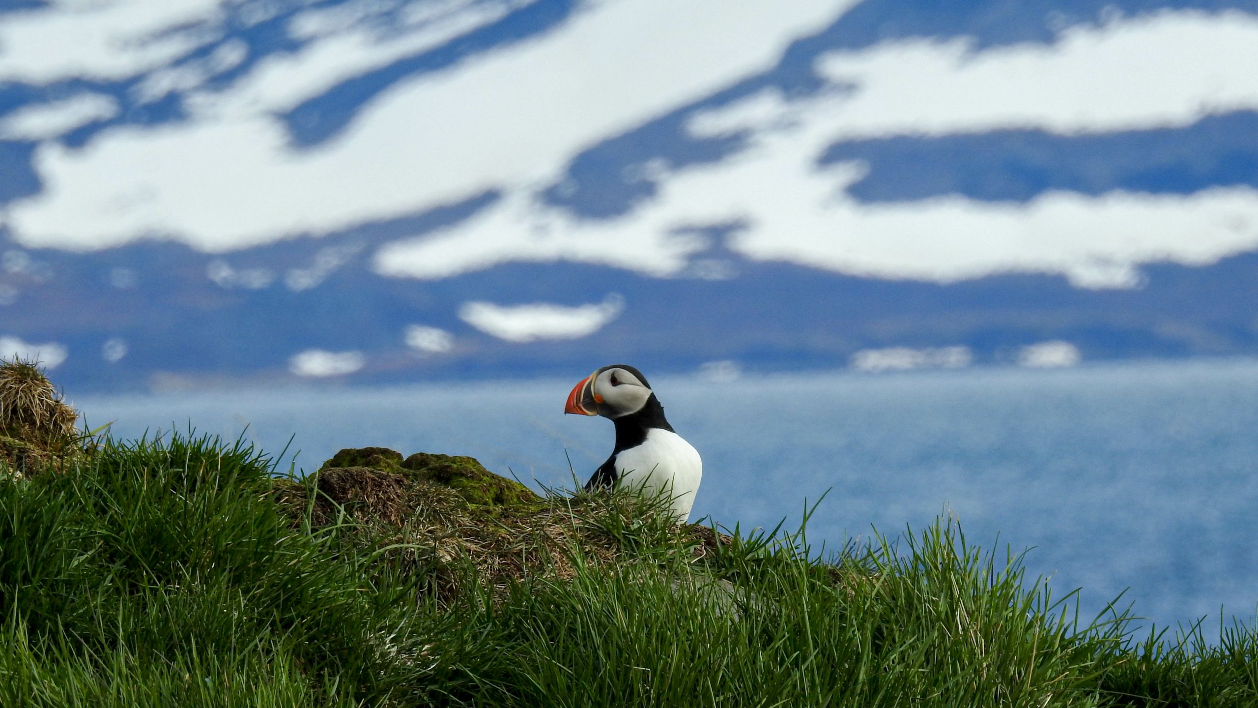 A puffin standing on the edge of a cliff with the ocean and    mountains in the distance 