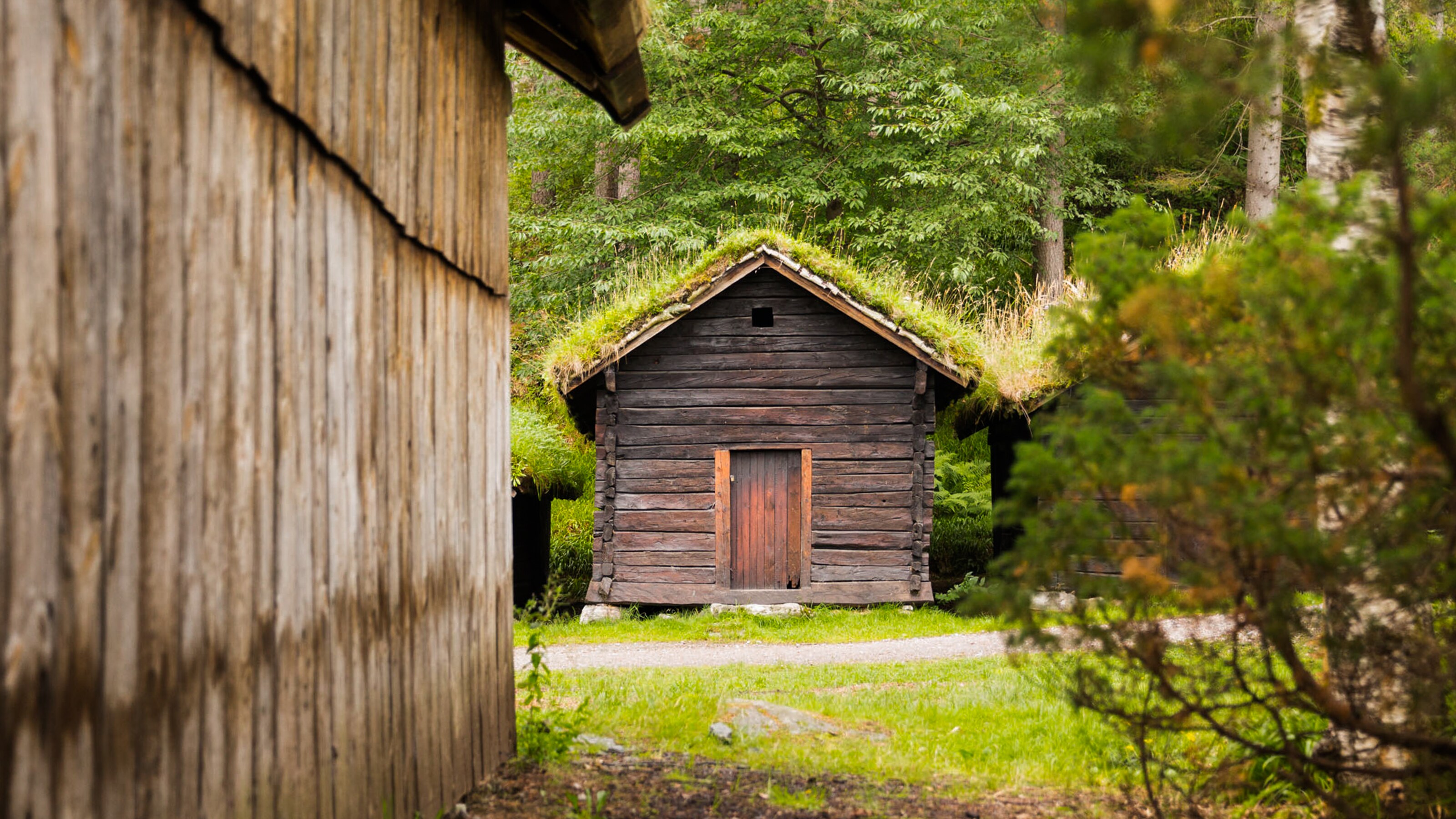 Rustic wooden buildings with grass roofs surrounded by trees